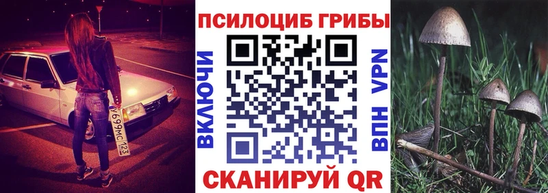 купить наркотик  Новая Ладога  ОМГ ОМГ ССЫЛКА  Псилоцибиновые грибы Magic Shrooms 